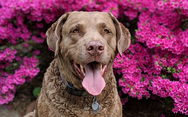 Dog 2