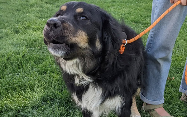 Dog 5